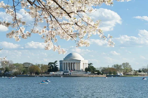 Jefferson memorial getijde bekken cherry bloeit usa — Stockfoto