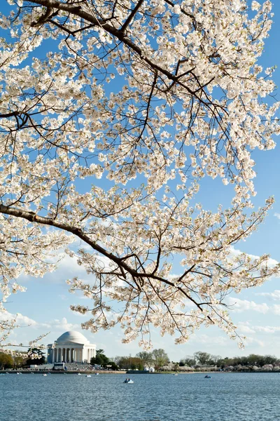 Wiśniowe kwiaty jefferson memorial washington dc — Zdjęcie stockowe