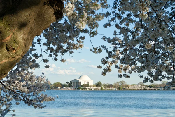 stock image Jefferson Memorial Cherry Blossoms Tidal Basin DC