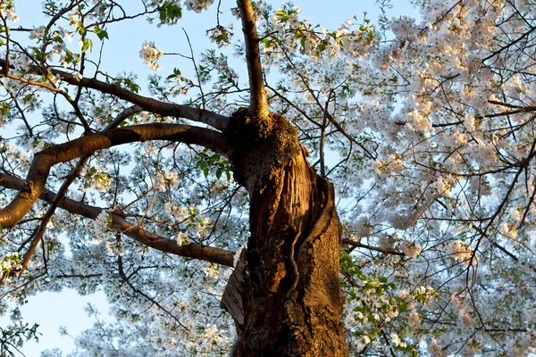 扭曲的樱桃树开花，华盛顿，美国 — 图库照片
