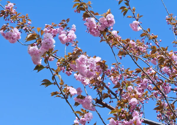 Kersenboom in volle bloesem roze bloemen blauwe hemel — Stockfoto