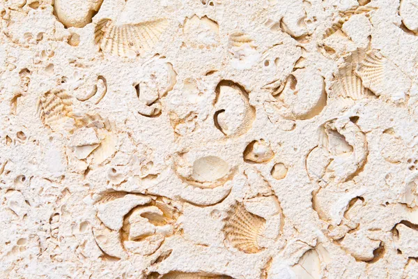 Volledige frame kalksteen met ingesloten fossielen — Stockfoto
