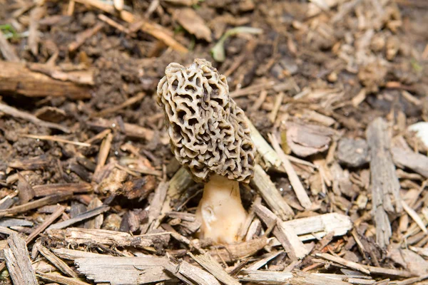 Stock image Close-Up-Of Morel Mushroom Growing in Mulch