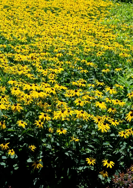 Campo de marco completo de marrón negro ojos Susan flores amarillo — Foto de Stock