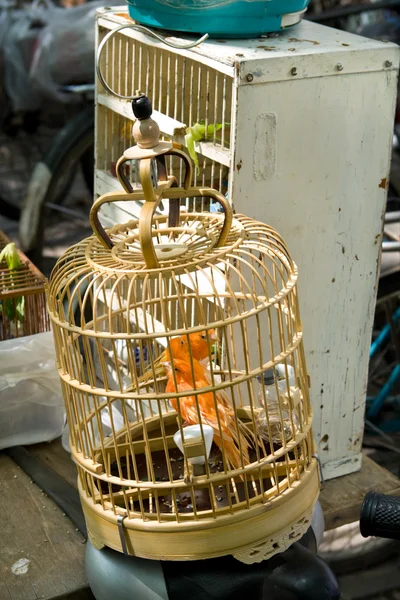 オレンジ色の鳥ケージ ペット市場で上海中国多分カナリア — ストック写真