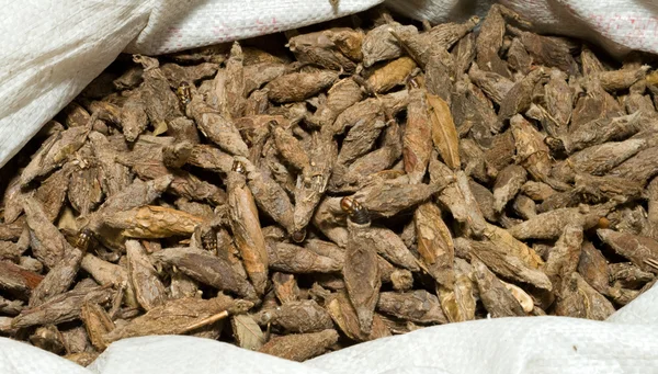Säck larver i brun kokonger sällskapsdjur marknaden shanghai Kina — Stockfoto