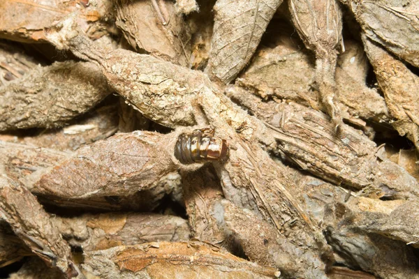 Full frame högen av kinesiska larver i kokonger, shanghai, ch — Stockfoto