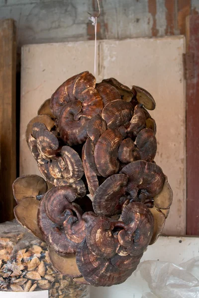 Strom houby houby, visí ve stánku v tržnici, guangzhou, Čína — Stock fotografie