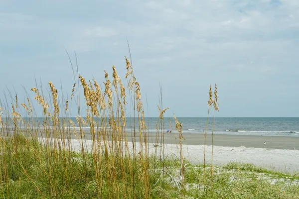 Sea oat grass, sanddyn, med utsikt över havet, hilton head beach — Stockfoto