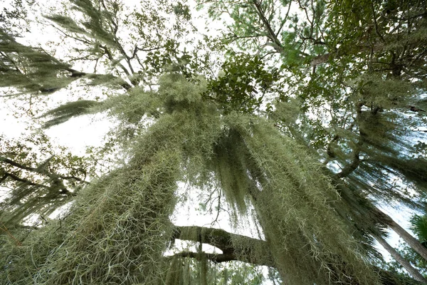 Ισπανικά βρύα που κρέμεται από το δέντρο ευρυγώνιος φακός — Φωτογραφία Αρχείου