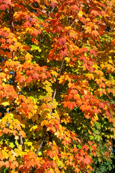 Orange, röd, gul lönn blad på trädet falla hösten — Stockfoto