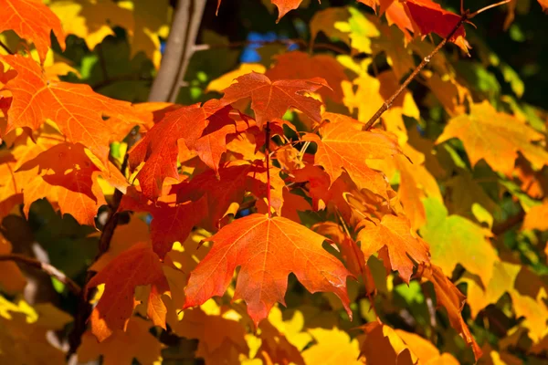 Orange, röd, gul lönn blad på trädet falla hösten — Stockfoto