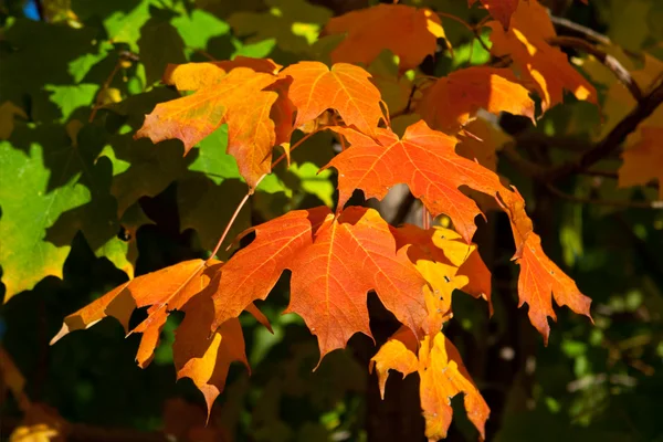 Oranje, rood, geel esdoorn bladeren op boom vallen herfst — Stockfoto