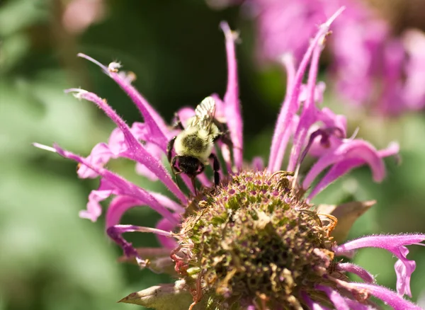 Pan Bumble včela opyluje růžový balzám včela květ rodu monarda — Stock fotografie