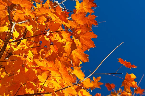 Hintergrundbeleuchtung orange, rot, gelbe Ahornblätter am Baum Herbst — Stockfoto