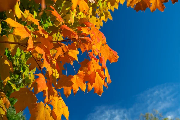 Turuncu, kırmızı, sarı akçaağaç ağaç sonbahar sonbahar gökyüzü üzerinde bırakır. — Stok fotoğraf