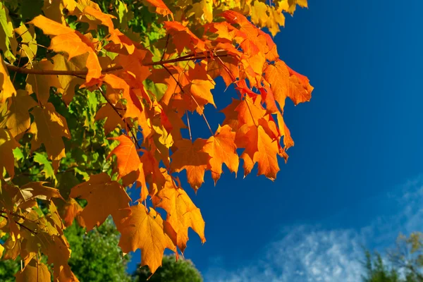 Oranje rode gele maple verlaat boom herfst hemel — Stockfoto