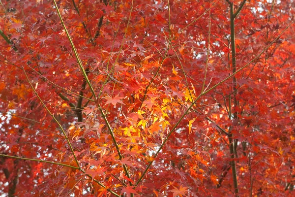 Petites feuilles jaunes dans le champ de feuilles rouges — Photo