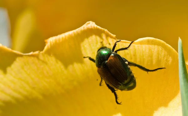 Japanese Beetle Clinging to Yellow Flower Petal — Stock Photo, Image