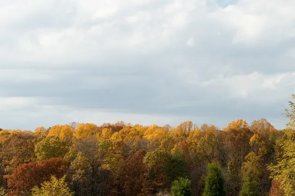 Herbst Herbst Wald Bäume gelb und rot grau Himmel Wolken — Stockfoto