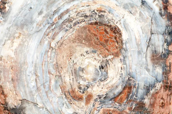 Pełna klatka blisko się przekrój skamieniałe drewno drzewo pierścienie — Zdjęcie stockowe