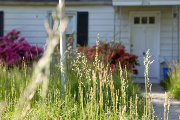Långt gräs utanför övergivna Uddtorsk enda familj hem marylan — Stockfoto