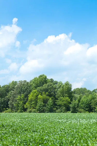 stock image Soy beans in a North Carolina field, blue sky