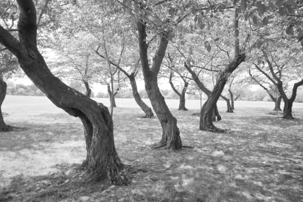 stock image Black White Twisted Cherry Trees in Grove Washington DC