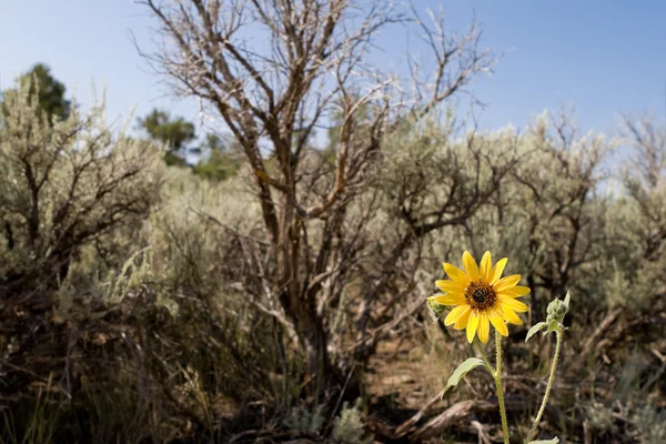 Auffällige Sonnenblume helianthus laetiflorus Salbei Pinsel — Stockfoto