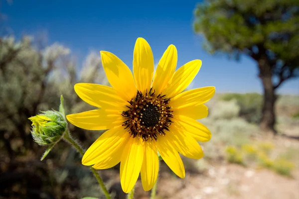 黄色沙漠艳向日葵向日葵 laetiflorus 新墨西哥 — 图库照片