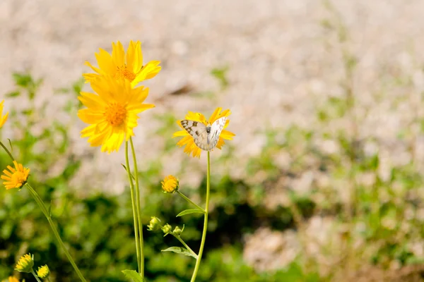 Flores amarelas e borboleta branca checkered em Novo México — Fotografia de Stock