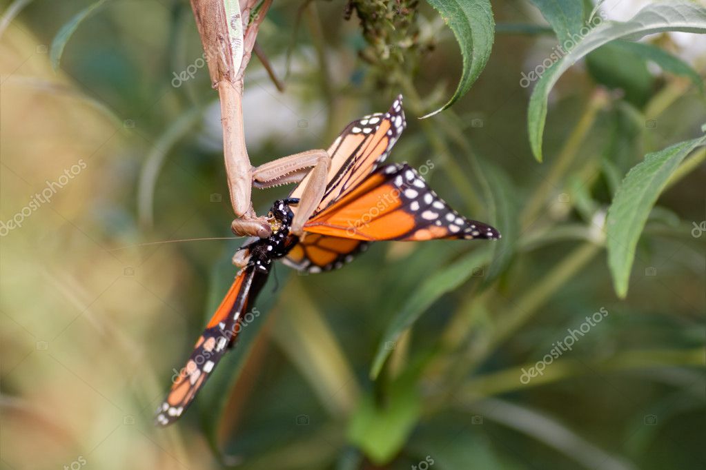 Upside down Praying Mantis Eating Monarch Butterfly — Stock Photo