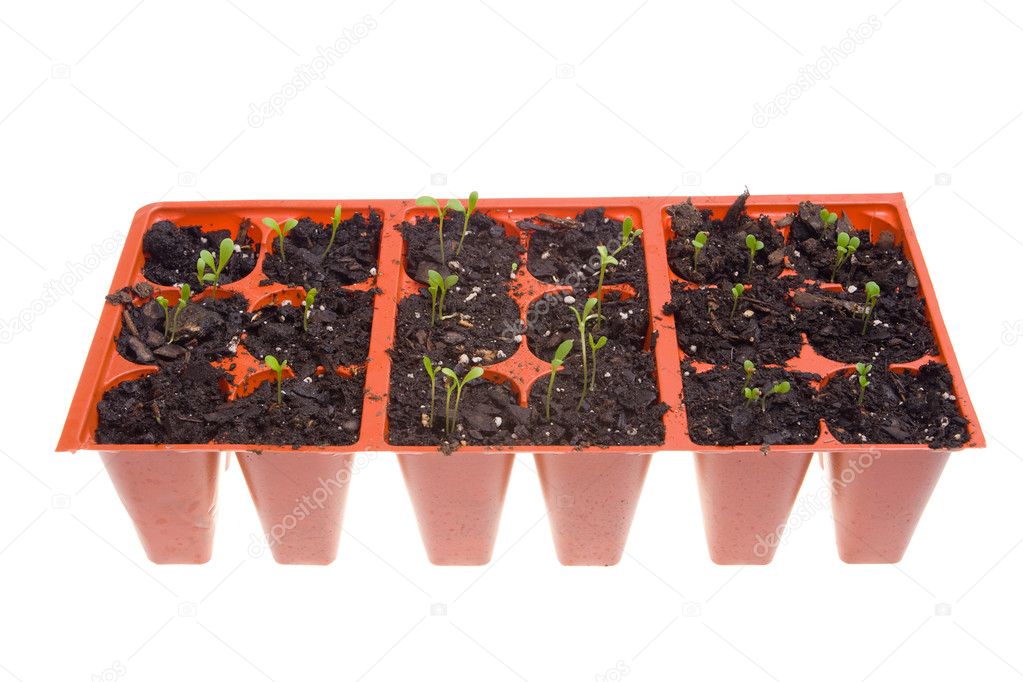 Side View Daisy Seedlings Sprouting Pots Isolated