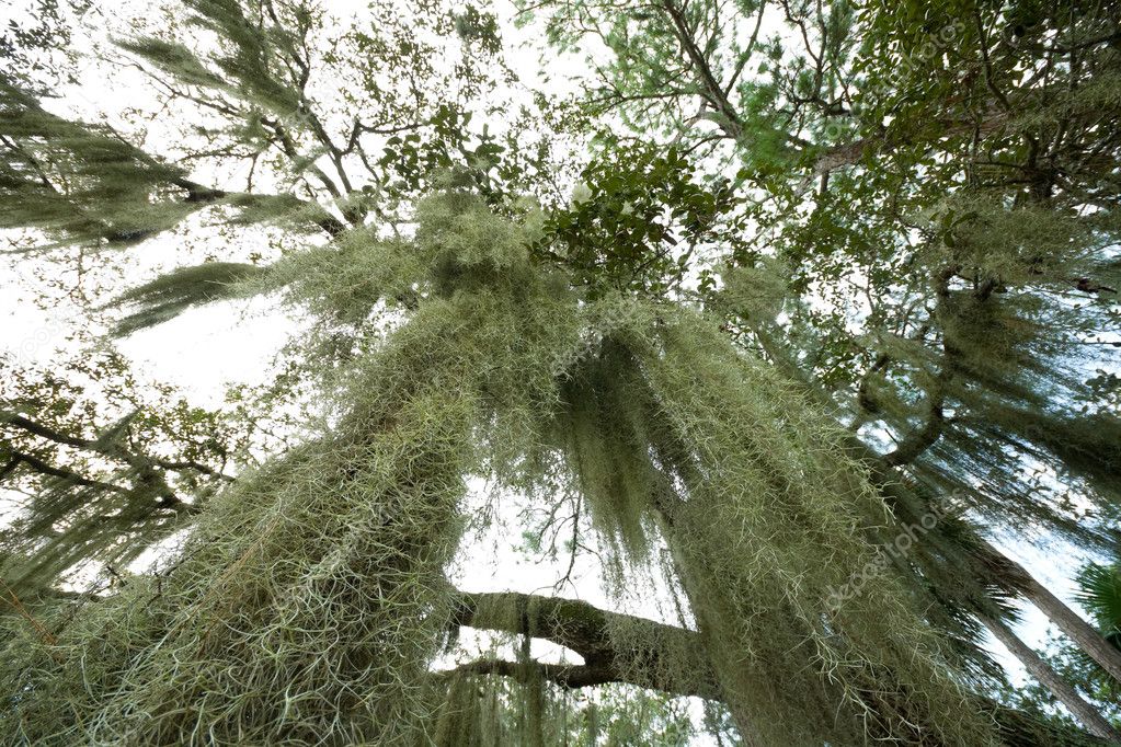 Spanish Moss Hanging From Tree Wide Angle Lens