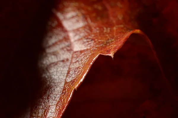Rilevamento foglie — Foto Stock