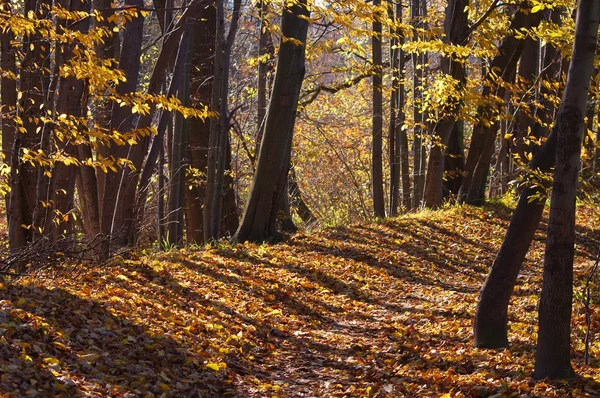 stock image Autumn shadows