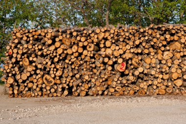 Stacked logs of fire wood clipart