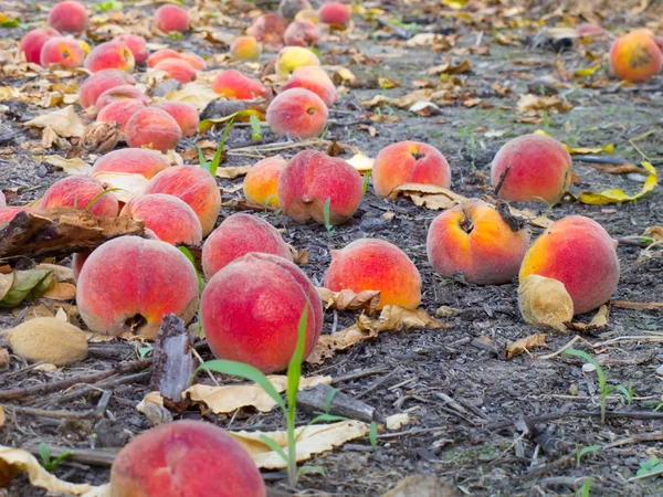 stock image Biological peaches down on earth