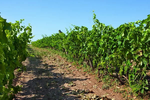 stock image Vineyard