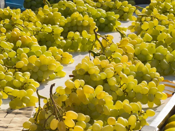 stock image Grapes for sale on a bench