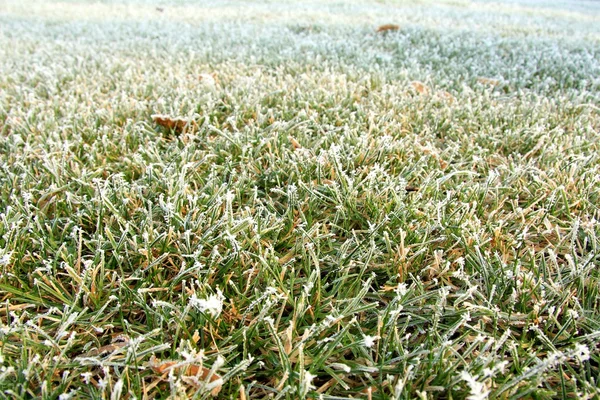 หญ้าแช่แข็ง — ภาพถ่ายสต็อก