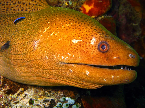 Moray gigante anguila Primer plano —  Fotos de Stock