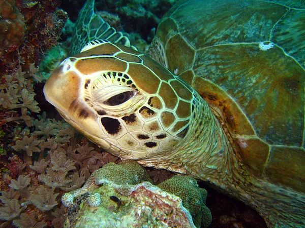 Grön havssköldpadda närbild — Stockfoto