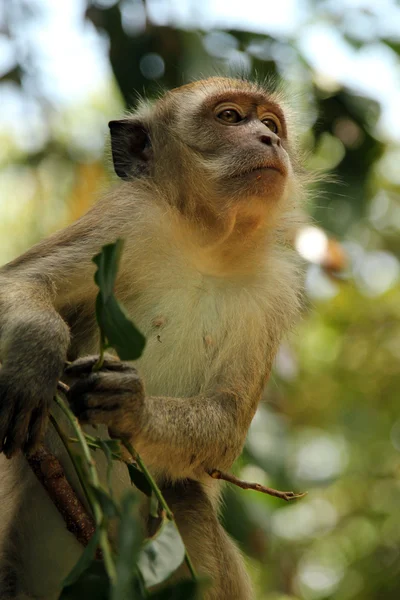 Dlouhoocasých makaků skautingu — Stock fotografie