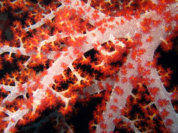 Měkký strom korál — Stock fotografie