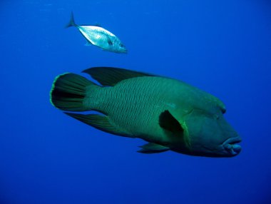 Napoleonfish ve mavi-fin Trevally