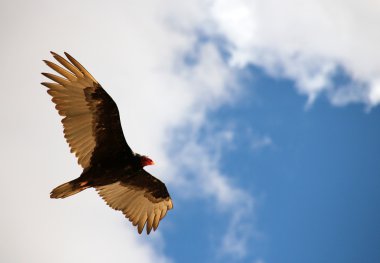 Turkey Vulture clipart