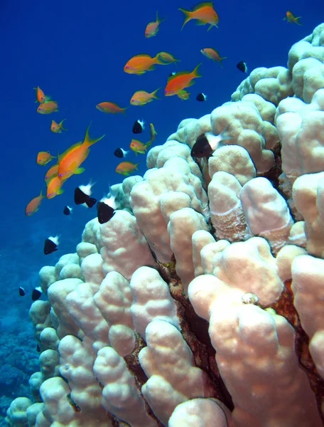 Récif corallien — Photo