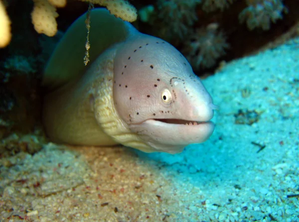 Moray anguila salpicada —  Fotos de Stock