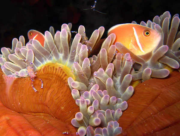 Roze Anemonefish & Tosa Commensalisme garnalen — Stockfoto